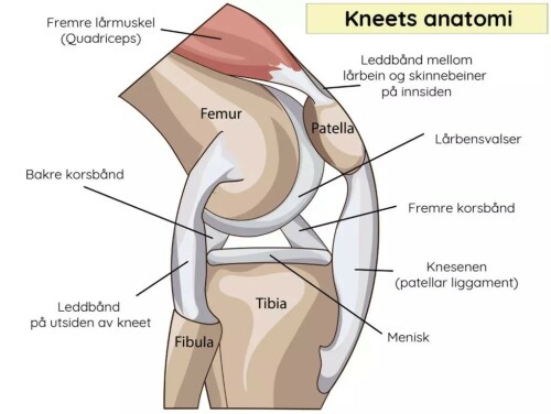 KNEETS ANATOMI: Korsbåndene ligger inne i kneleddet. ILLUSTRASJON: NTB Scanpix / Shutterstock. Norsk tekst v. Lommelegen. KNEETS ANATOMI: Korsbåndene ligger inne i kneleddet. ILLUSTRASJON: NTB Scanpix / Shutterstock. Norsk tekst v. Lommelegen.